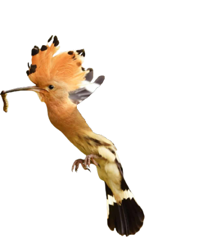 Hoopoe Body