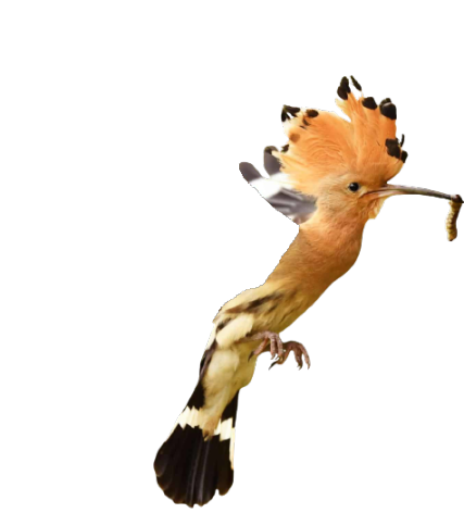 Hoopoe Body Flipped