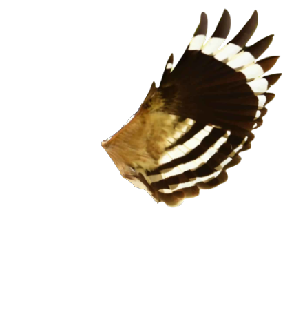 Hoopoe Wing