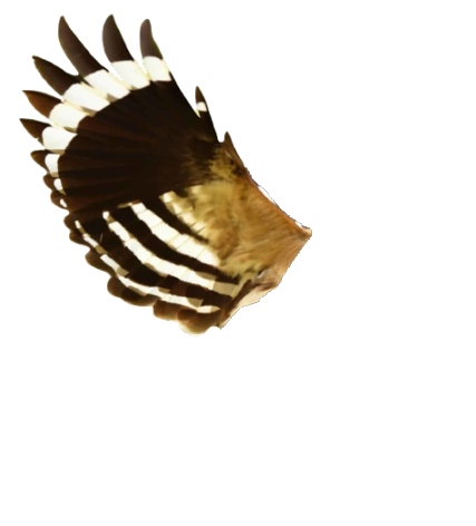 Hoopoe Wing Flipped